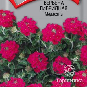 

Семена Вербена гибридная Маджента 0,1, Поиск