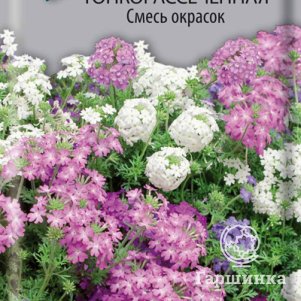 

Семена Вербена тонкорассеченная Смесь окрасок 0,02, Поиск