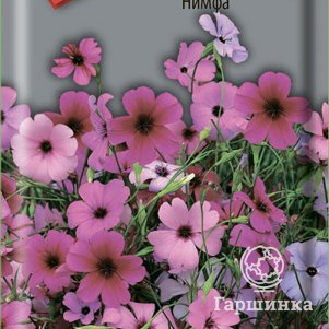 

Семена Вискария Нимфа 0,1, Поиск