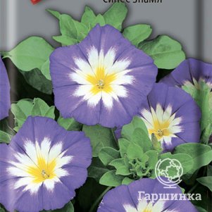 

Семена Вьюнок Синее знамя 1, Поиск