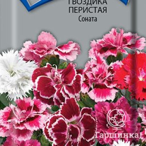 

Семена Гвоздика перистая Соната 0,05, Поиск
