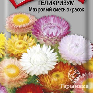 

Семена Гелихризум Махровый смесь окрасок 0,25, Поиск