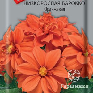 Семена Георгина низкорослая Барокко Оранжевая 0,1