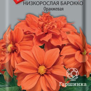 Семена Георгина низкорослая Барокко Оранжевая 0,1, Поиск