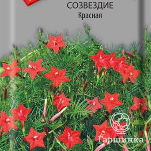 

Семена Ипомея Созвездие Красная 0,3, Поиск