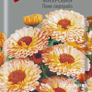 

Семена Календула махровая Пинк сюрпрайз 0,4, Поиск
