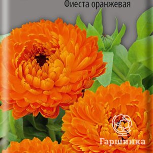 Семена Календула низкорослая Фиеста оранжевая 0,3 - фото 1