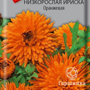 Семена Календула низкорослая Ириска Оранжевая 10 - фото 1
