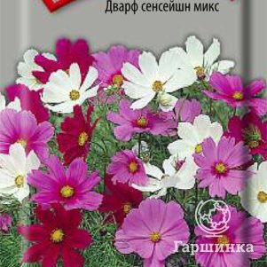 

Семена Космея Дварф сенсейшн микс 0,2, Поиск