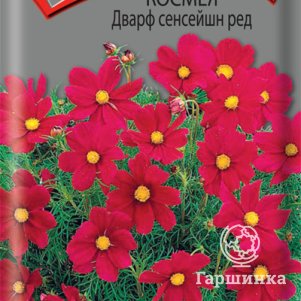 

Семена Космея Дварф сенсейшн ред 0,2, Поиск