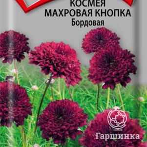 

Семена Космея махровая кнопка Бордовая 0,1, Поиск