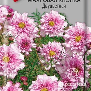 

Семена Космея махровая кнопка Двуцветная 0,1, Поиск