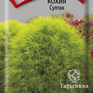 

Семена Кохия Султан 0,1, Поиск