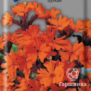 

Семена Лихнис Вулкан 0,1, Поиск
