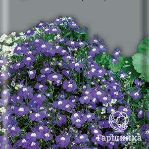 

Семена Лобелия Голубой бриз 0,1, Поиск