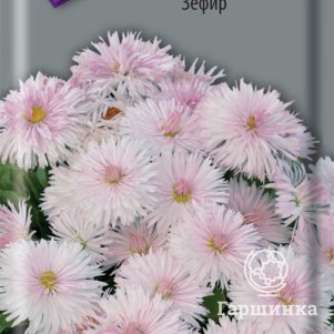 

Семена Маргаритка Зефир 0,05, Поиск