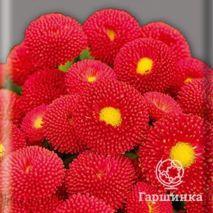 Маргаритки Семена Купить