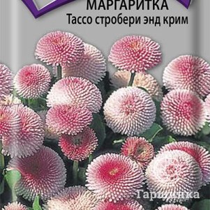 

Семена Маргаритка Тассо стробери энд крим 20, Поиск