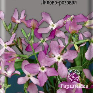 

Семена Маттиола двурогая Лилово-розовая 0,3, Поиск