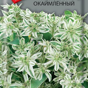 

Семена Молочай окаймленный . 0,2, Поиск