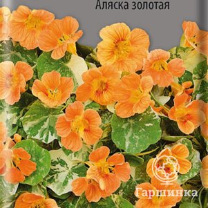 

Семена Настурция низкорослая Аляска золотая 1, Поиск