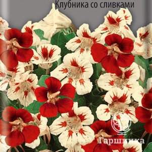 

Семена Настурция низкорослая Клубника со сливками 1, Поиск