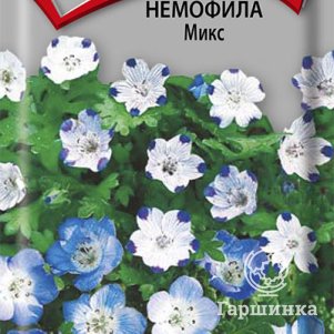 

Семена Немофила Микс 0,1, Поиск
