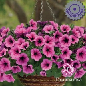 

Семена Петуния ампельная F1 Изи Вейв Роуз Фьюжн 5, Поиск