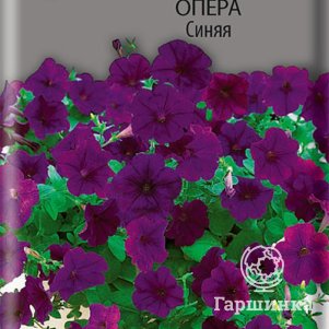 

Семена Петуния ампельная Опера Синяя 5, Поиск
