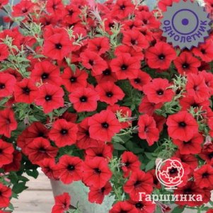 Купить Семена Петунии Тайдал На Валберис
