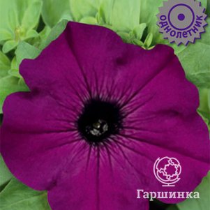 Семена Петуния крупноцветковая Танго Пурпурная 15 - фото 1