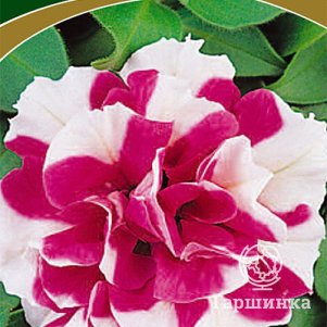 Семена Петуния махровая многоцветковая Дуо роуз энд вайт 10 - фото 1