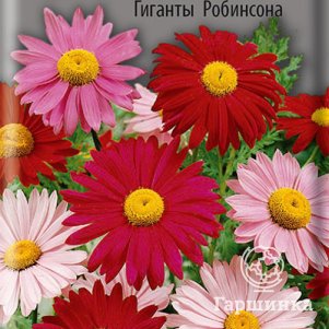 

Семена Пиретрум красный Гиганты Робинсона 0,2, Поиск