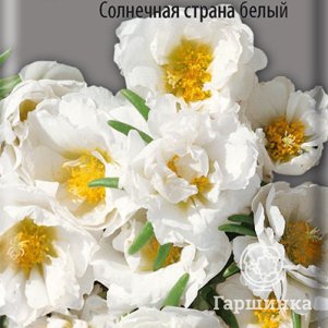 

Семена Портулак крупноцветковый Солнечная страна белый 0,1, Поиск