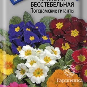 

Семена Примула бесстебельная Потсдамские гиганты 0,05, Поиск