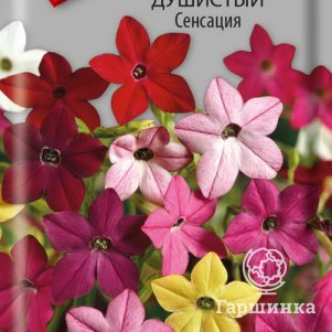 

Семена Табак Душистый Сенсация 0,25, Поиск