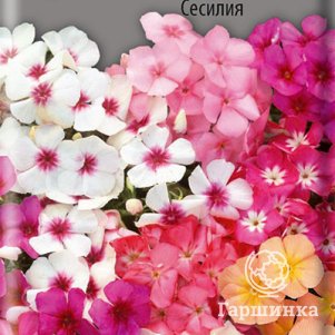 

Семена Флокс друммонда Сесилия 0,3, Поиск