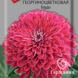 

Семена Цинния георгиноцветковая Бордо 0,4, Поиск