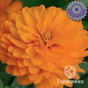 

Семена Цинния Захара Дабл Брайт Оранж 5, Поиск