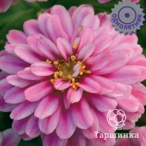 

Семена Цинния Захара Дабл Распберри Риппл 5, Поиск