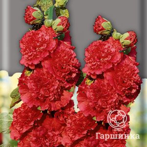 

Семена Шток-роза Алая 0,1, Поиск