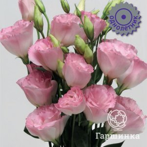 

Семена Эустома крупноцветковая ЭйБиСи Роуз 10, Поиск