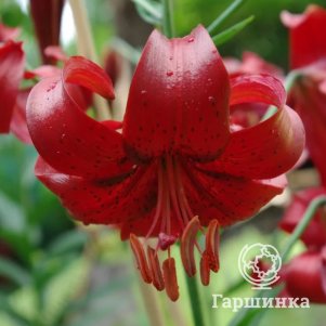 

Лилия Ред Вельвет азиатская
