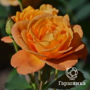 

Роза Априкот Лейс
