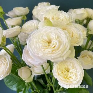 

Роза Вайт йо-йо