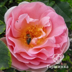 

Роза Герой