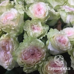 

Роза Грин Пинк