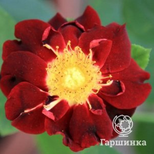 

Роза Зоик