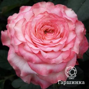 

Роза Кантри Спирит Леди
