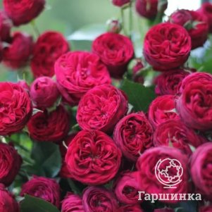

Роза Марун